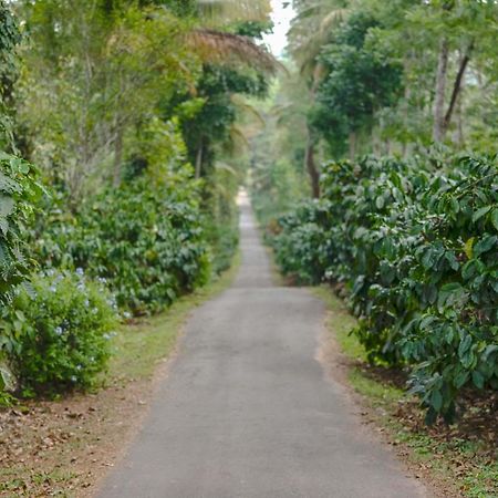 Belvilla The School Estate- Luxury Heritage Home In 200 Acres Madikeri Eksteriør billede